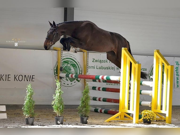 Zangersheider Jument 16 Ans 172 cm Bai cerise in Go&#x15B;cimiec