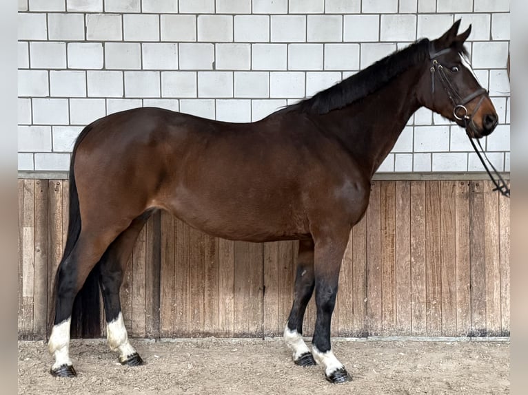 Zangersheider Jument 17 Ans 162 cm Bai in Oud Gastel