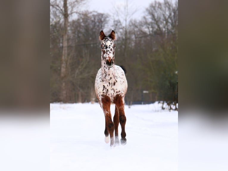 Zangersheider Jument 1 Année 160 cm Léopard in Otwock