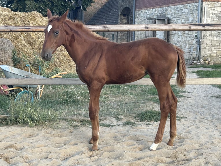 Zangersheider Jument 1 Année 170 cm Alezan in Mücheln (Geiseltal)