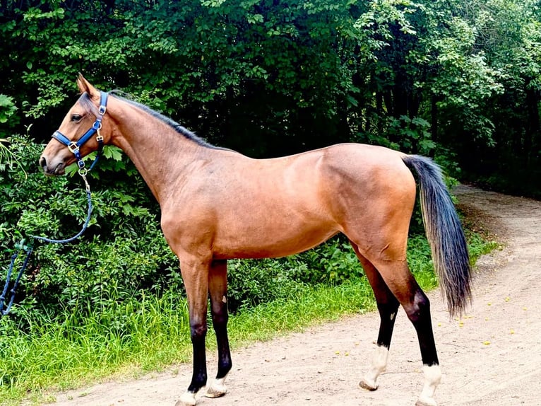 Zangersheider Jument 1 Année 170 cm Bai in Brzyków