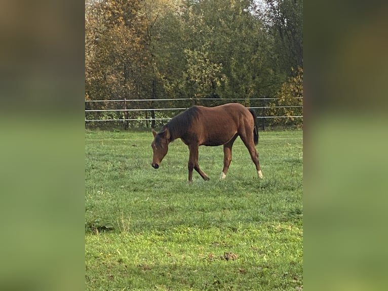 Zangersheider Jument 1 Année 170 cm Bai in Olmen