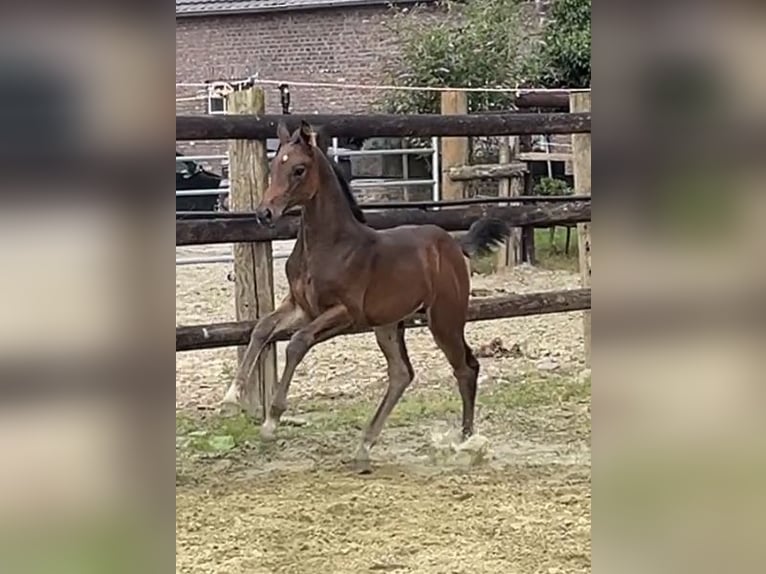 Zangersheider Jument 1 Année Bai brun in Kevelaer