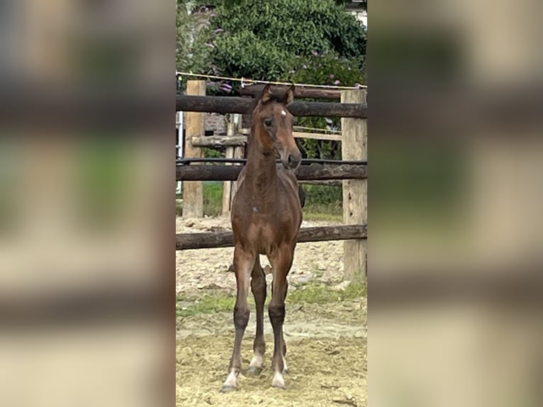 Zangersheider Jument 1 Année Bai brun in Kevelaer