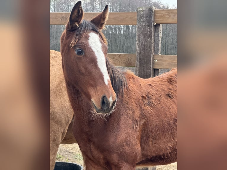 Zangersheider Jument 1 Année Bai cerise in Świetakowo