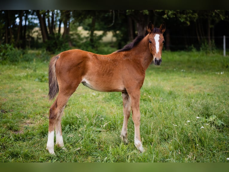 Zangersheider Jument 1 Année Bai cerise in Świetakowo