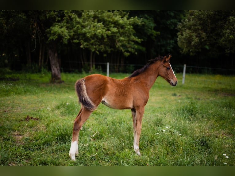Zangersheider Jument 1 Année Bai cerise in Świetakowo