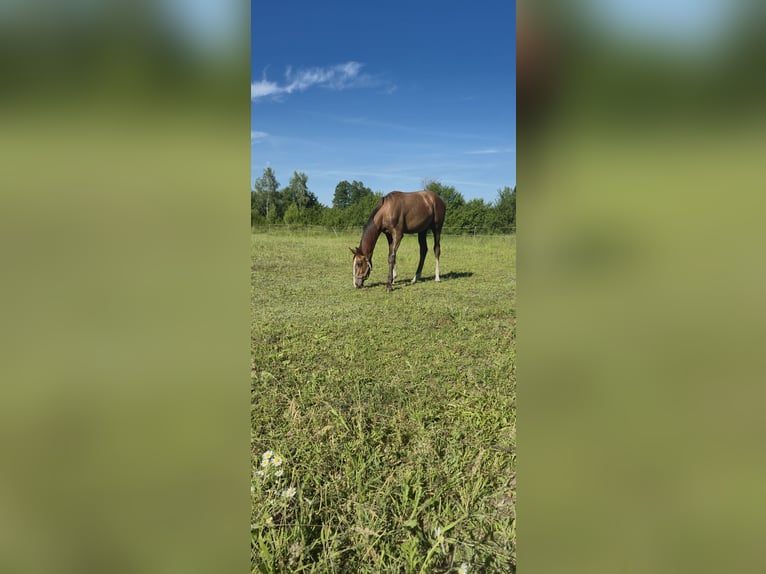 Zangersheider Jument 1 Année Gris in Ruda