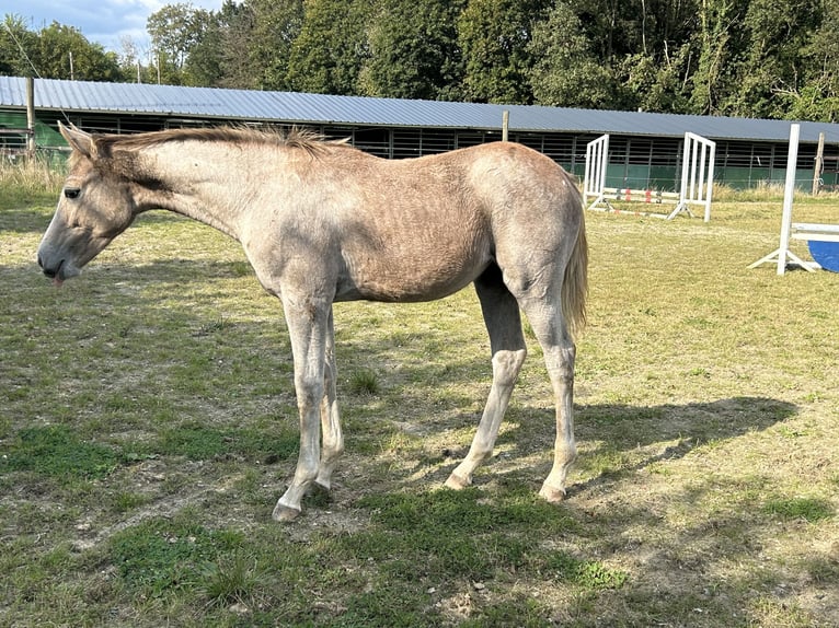 Zangersheider Jument 1 Année Gris in Neerglabbeek