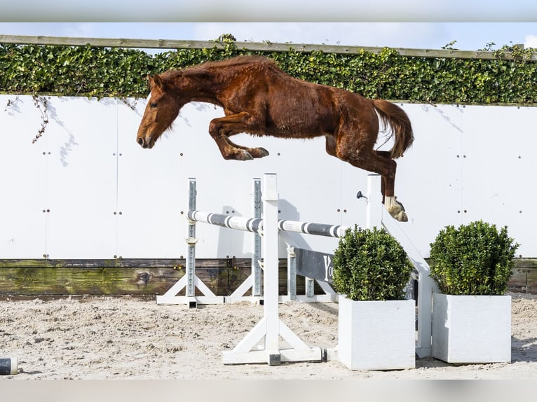 Zangersheider Jument 2 Ans 145 cm Alezan in Waddinxveen