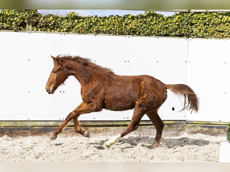Zangersheider Jument 2 Ans 145 cm Alezan in Waddinxveen