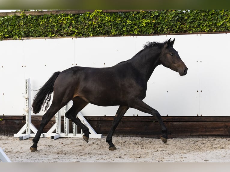 Zangersheider Jument 2 Ans 155 cm Bai brun in Waddinxveen