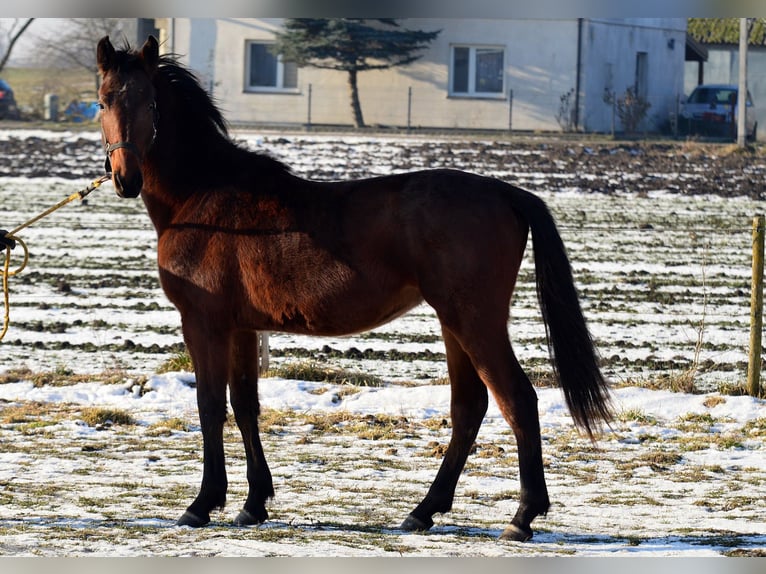 Zangersheider Jument 2 Ans 155 cm Bai cerise in radziejów