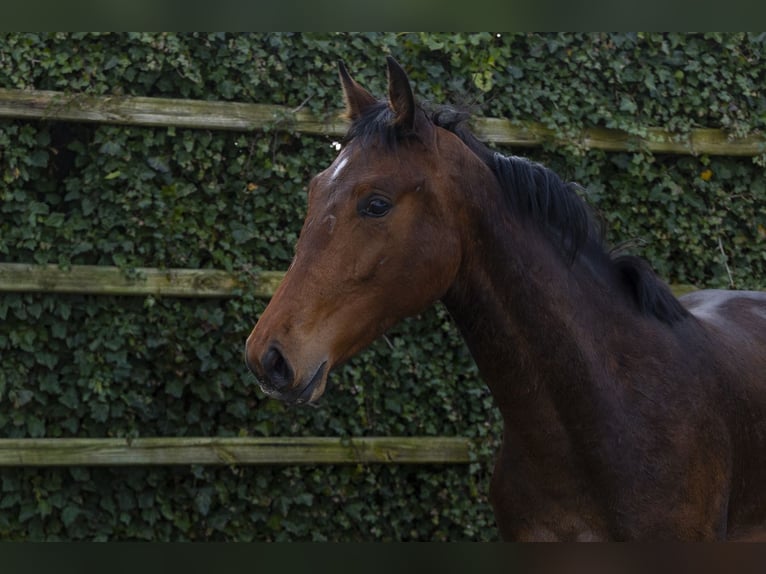 Zangersheider Jument 2 Ans 156 cm  in Waddinxveen