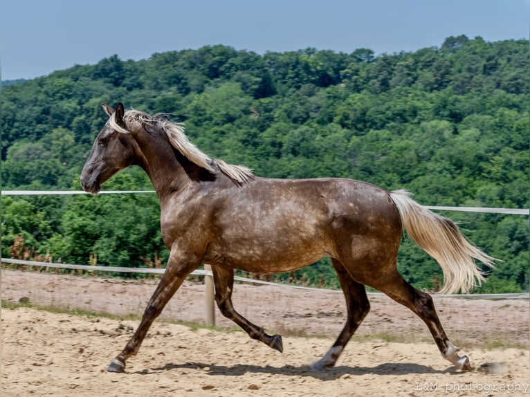 Zangersheider Jument 2 Ans 156 cm Noir in Cublac