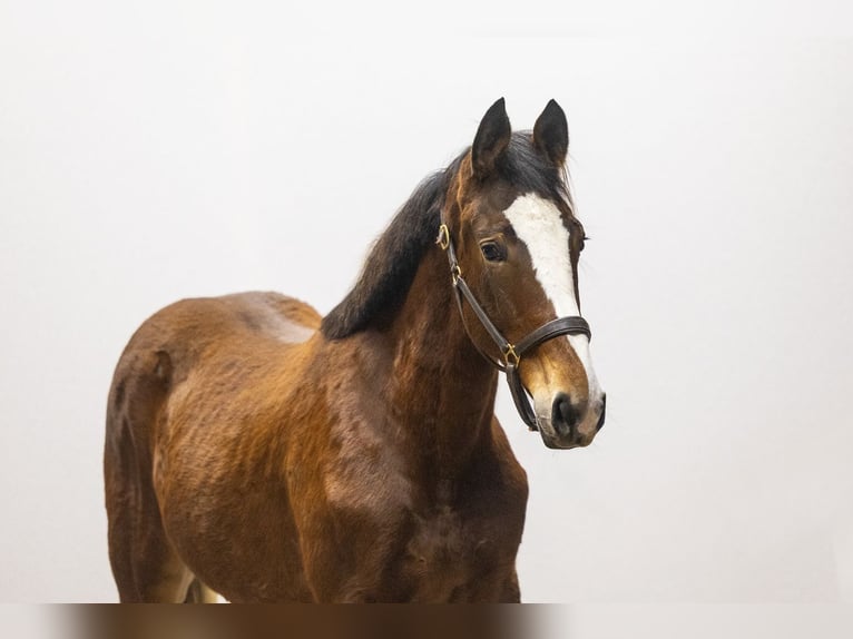Zangersheider Jument 2 Ans 157 cm Bai in Waddinxveen