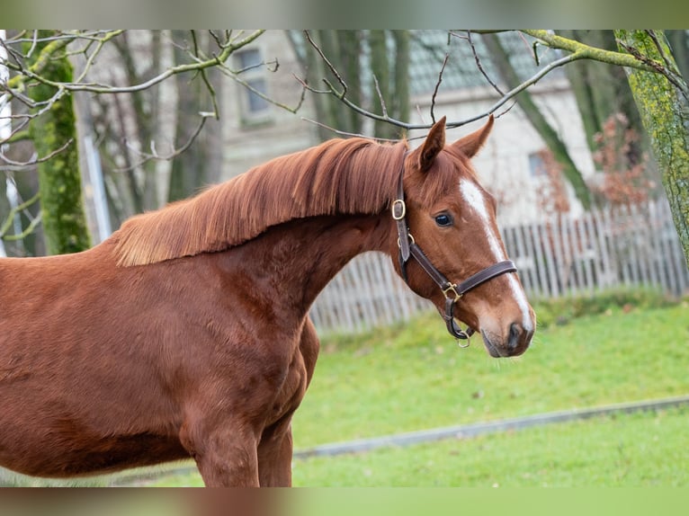 Zangersheider Jument 2 Ans 159 cm  in GROTE-BROGEL
