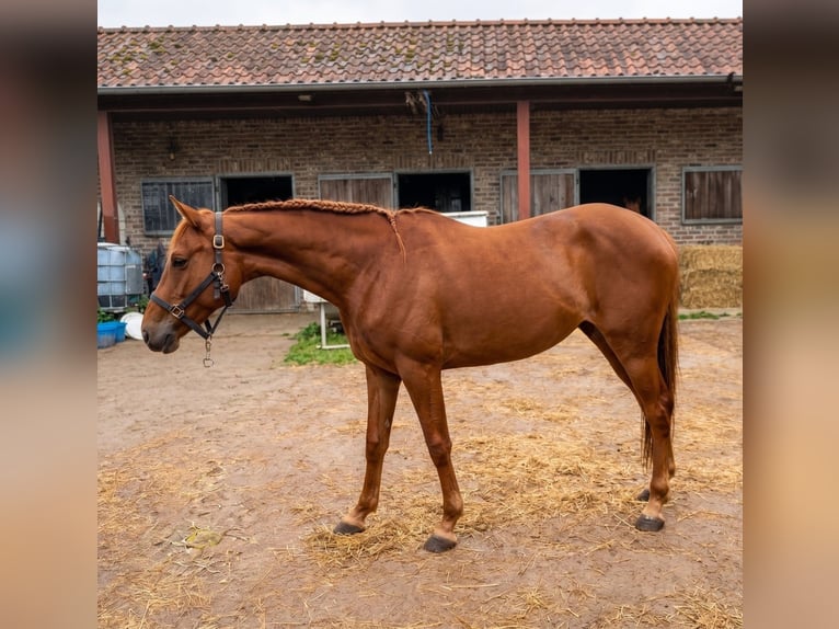 Zangersheider Jument 2 Ans 160 cm Alezan brûlé in grez doiceau