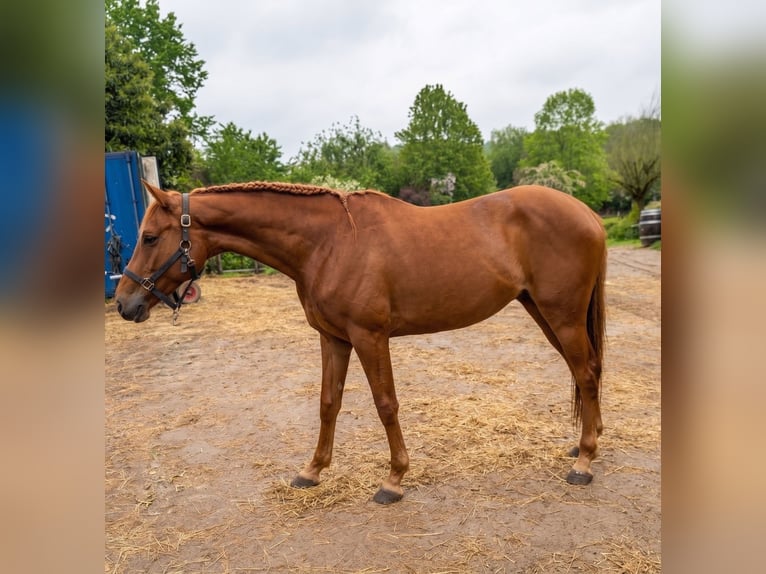 Zangersheider Jument 2 Ans 160 cm Alezan brûlé in grez doiceau