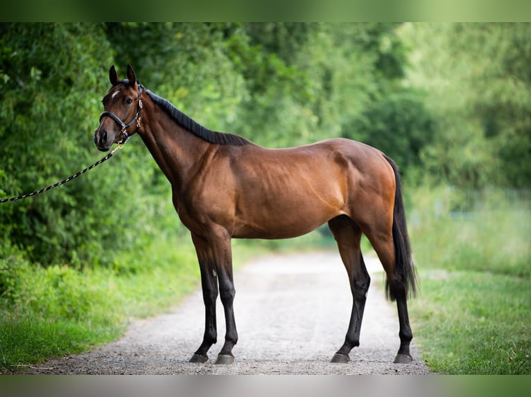 Zangersheider Jument 2 Ans 160 cm Bai cerise in Schijndel STALL WITTE