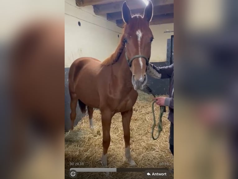 Zangersheider Jument 2 Ans 165 cm Alezan in Verden (Aller)