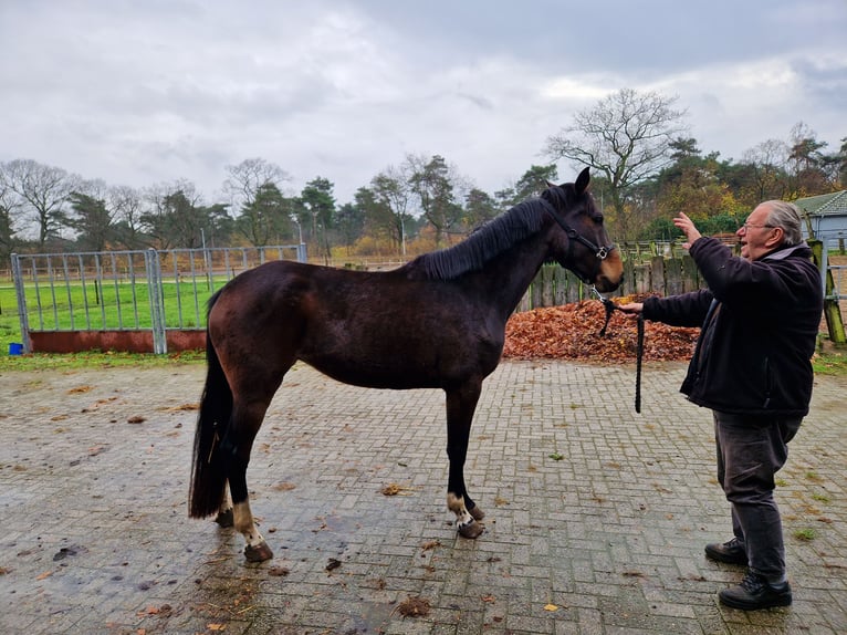 Zangersheider Jument 2 Ans 166 cm Bai brun in goirle