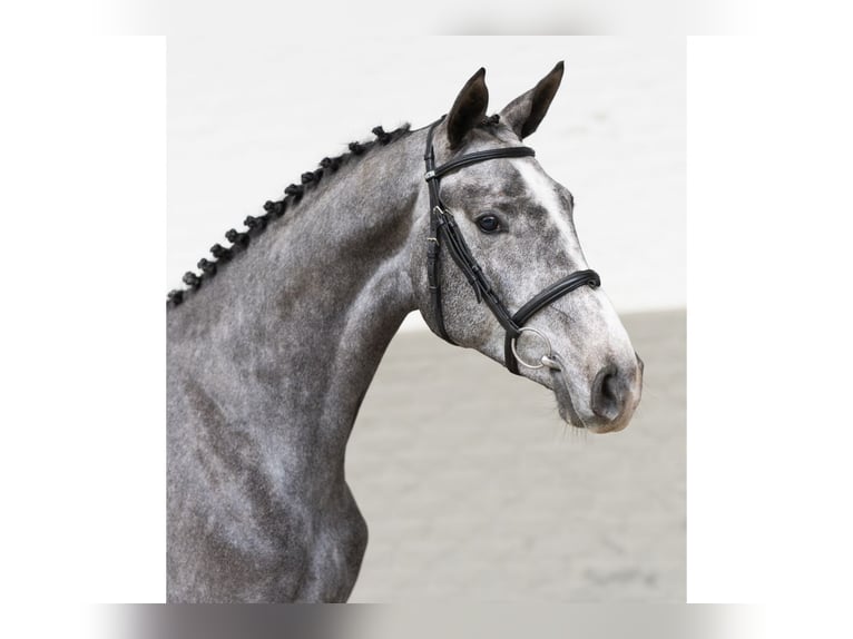 Zangersheider Jument 2 Ans 166 cm Gris in Heerde