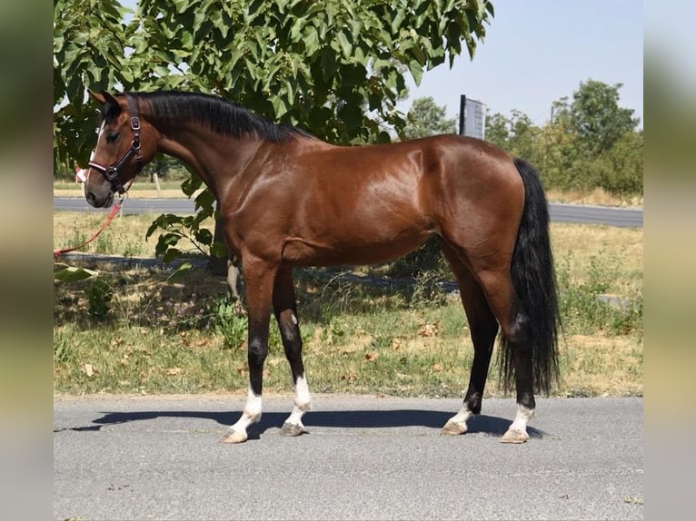 Zangersheider Jument 2 Ans 167 cm Bai in Hódmezővásárhely