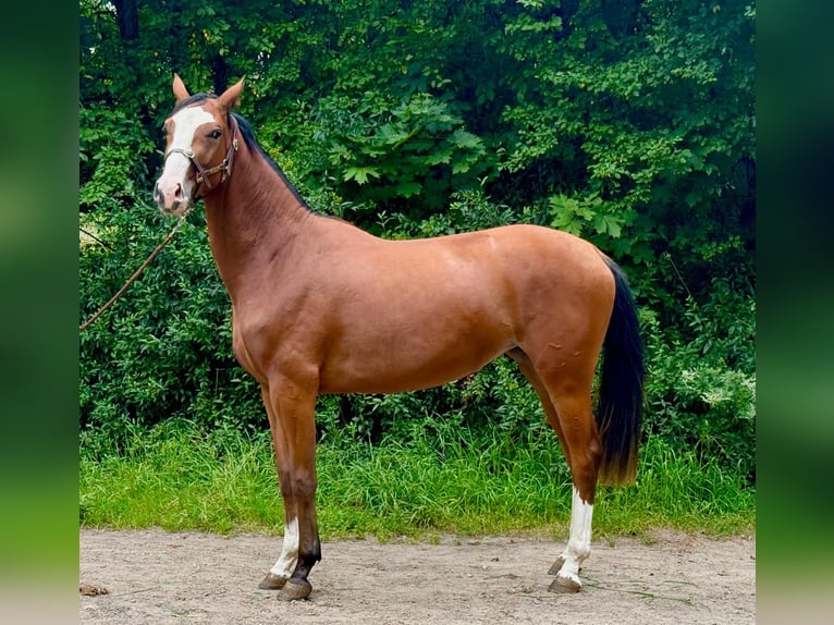 Zangersheider Jument 2 Ans 170 cm Bai in Brzyków