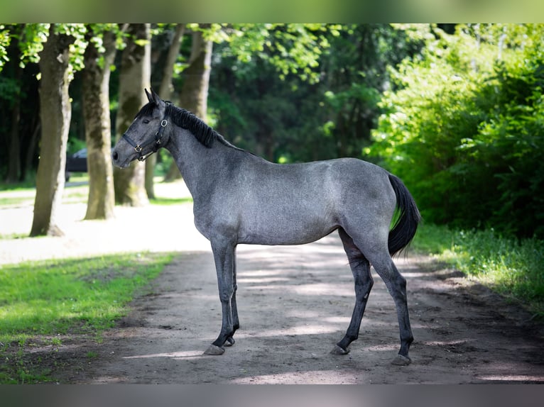Zangersheider Jument 2 Ans 170 cm Gris in Kaunas