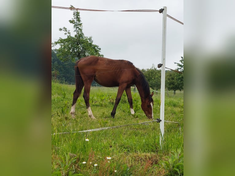 Zangersheider Jument 2 Ans Bai in Reichelsheim