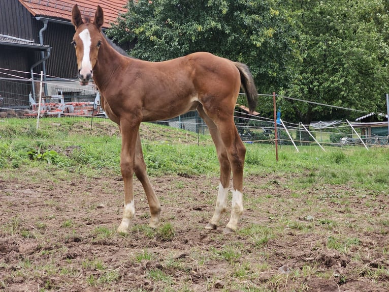 Zangersheider Jument 2 Ans Bai in Reichelsheim