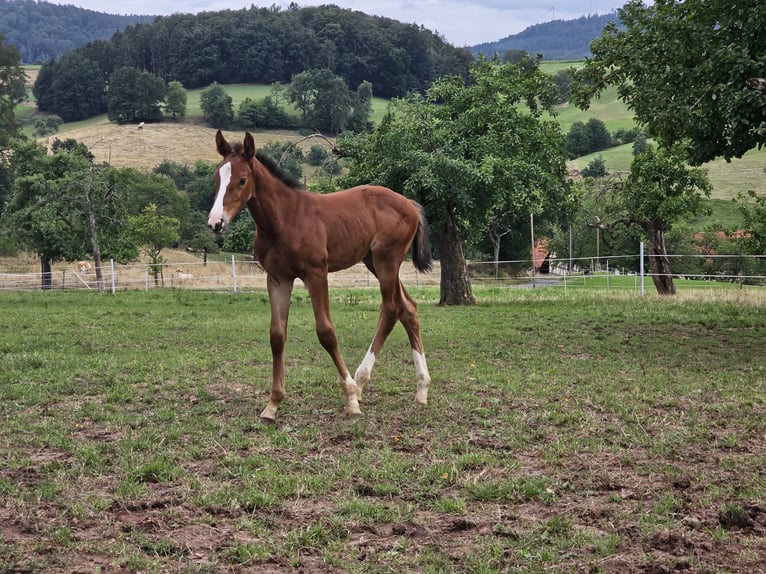 Zangersheider Jument 2 Ans Bai in Reichelsheim