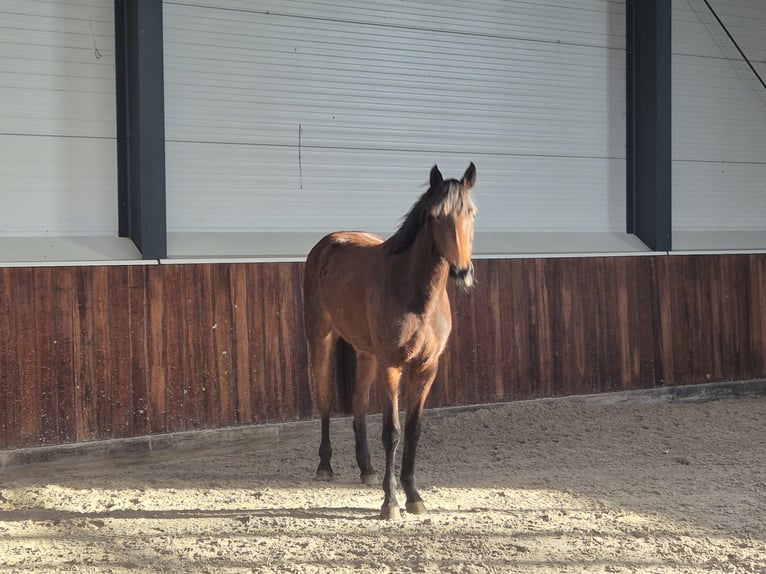 Zangersheider Jument 2 Ans  in Meppen
