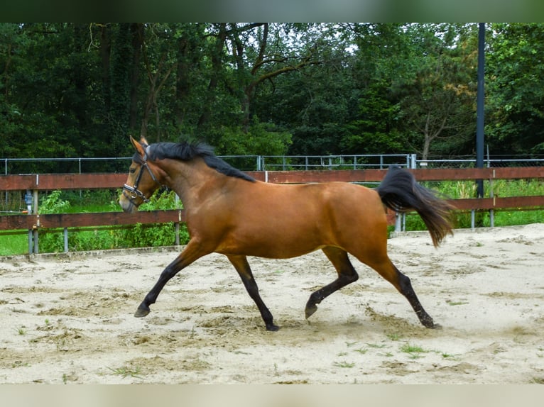 Zangersheider Jument 3 Ans 147 cm Bai in Berghem