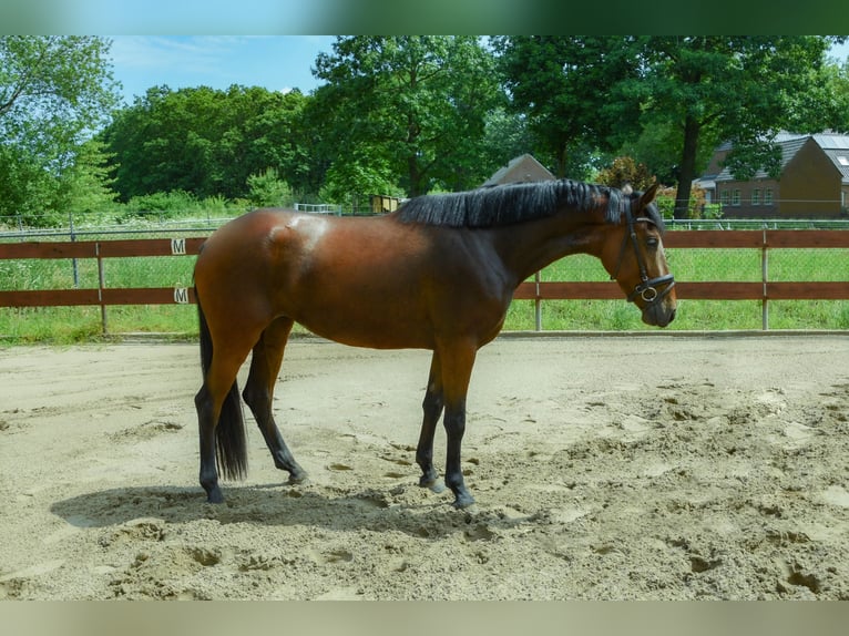 Zangersheider Jument 3 Ans 153 cm Bai in Berghem