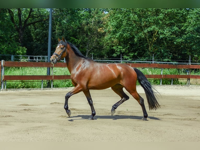 Zangersheider Jument 3 Ans 153 cm Bai in Berghem