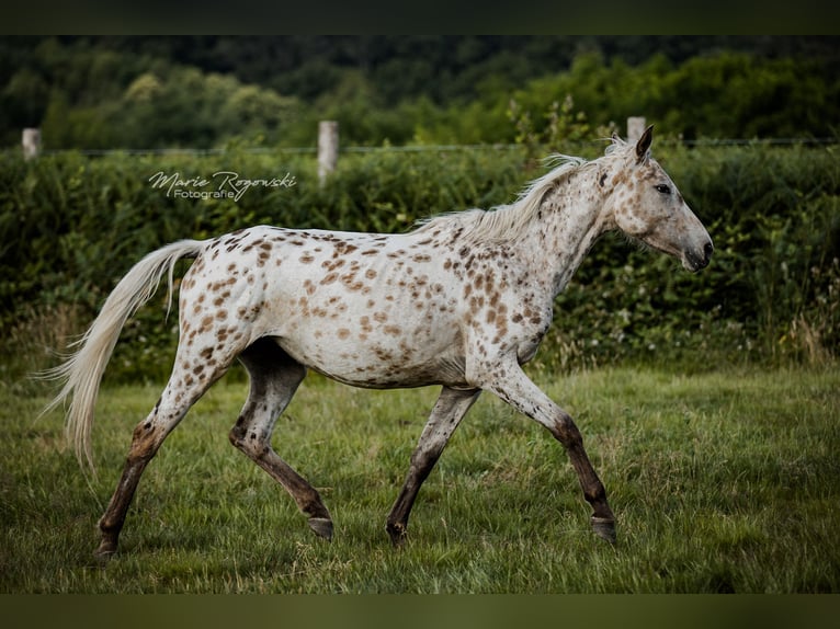 Zangersheider Jument 3 Ans 153 cm Léopard in Beaumont-Pied-de-Buf