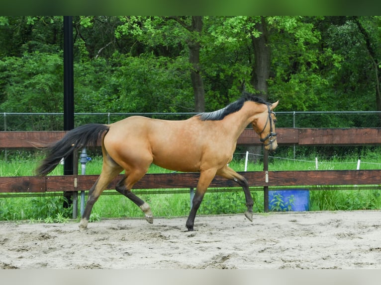 Zangersheider Jument 3 Ans 154 cm Buckskin in Berghem