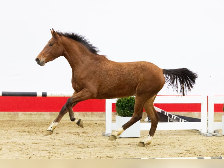Zangersheider Jument 3 Ans 155 cm Bai in Waddinxveen