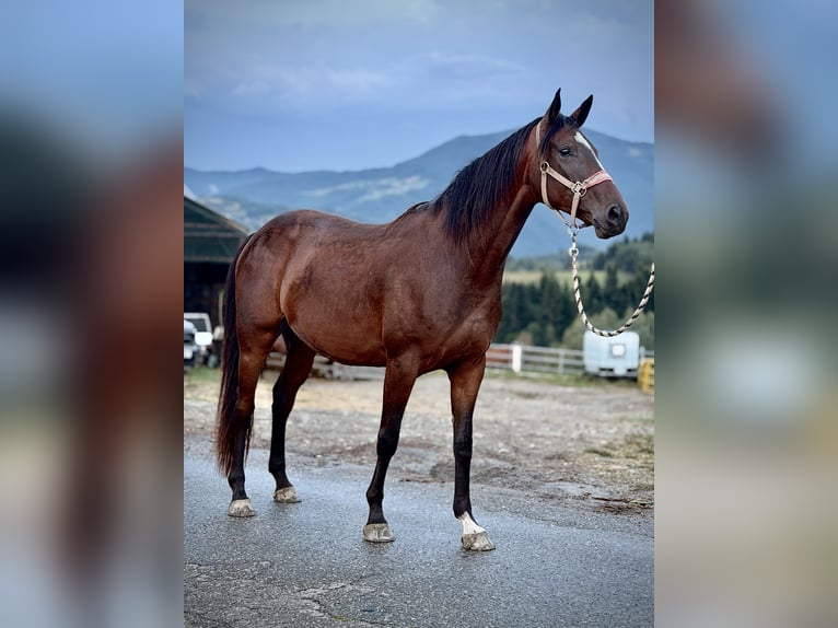 Zangersheider Jument 3 Ans 160 cm Bai brun in Przysietnica