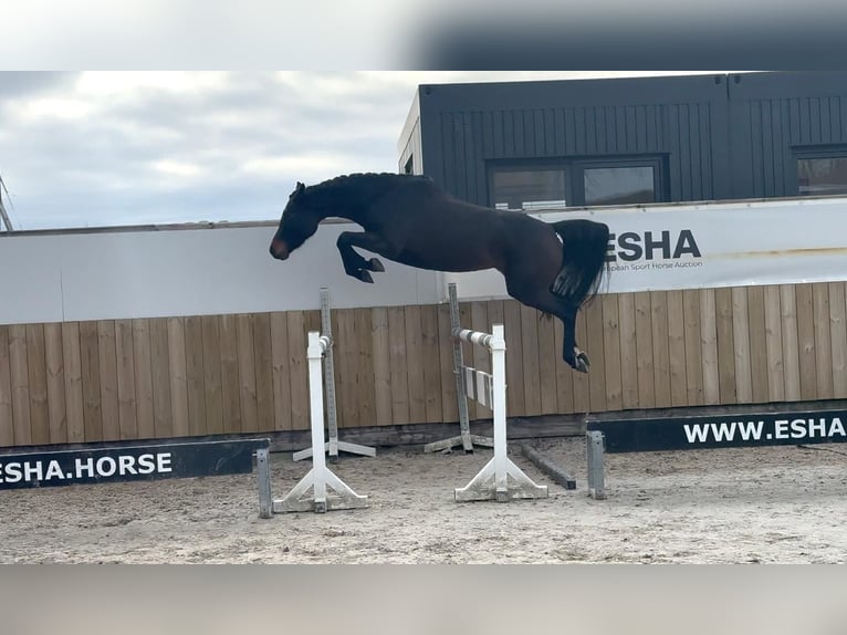 Zangersheider Jument 3 Ans 160 cm Bai brun in GROTE-BROGEL