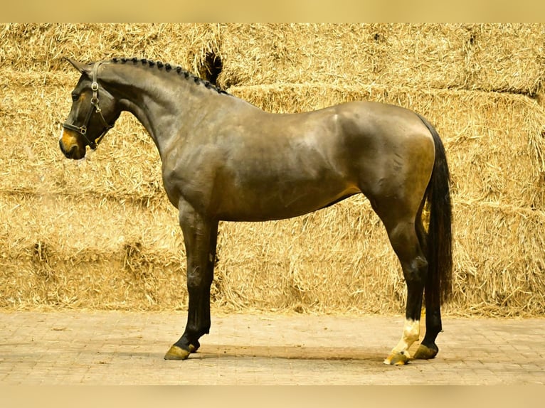 Zangersheider Jument 3 Ans 160 cm Bai in Bladel