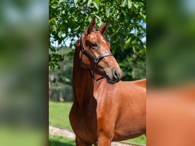 Zangersheider Jument 3 Ans 160 cm Bai in GROTE-BROGEL