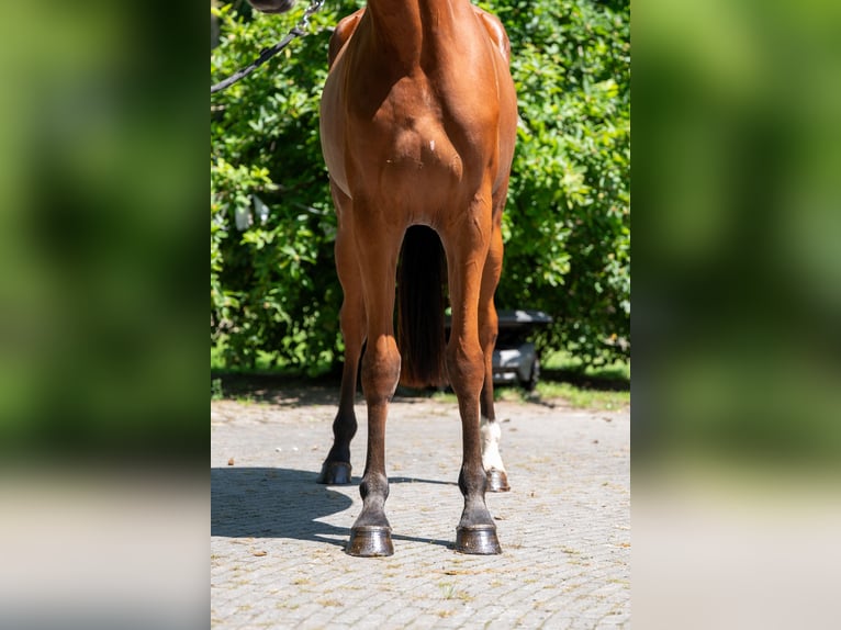 Zangersheider Jument 3 Ans 160 cm Bai in GROTE-BROGEL