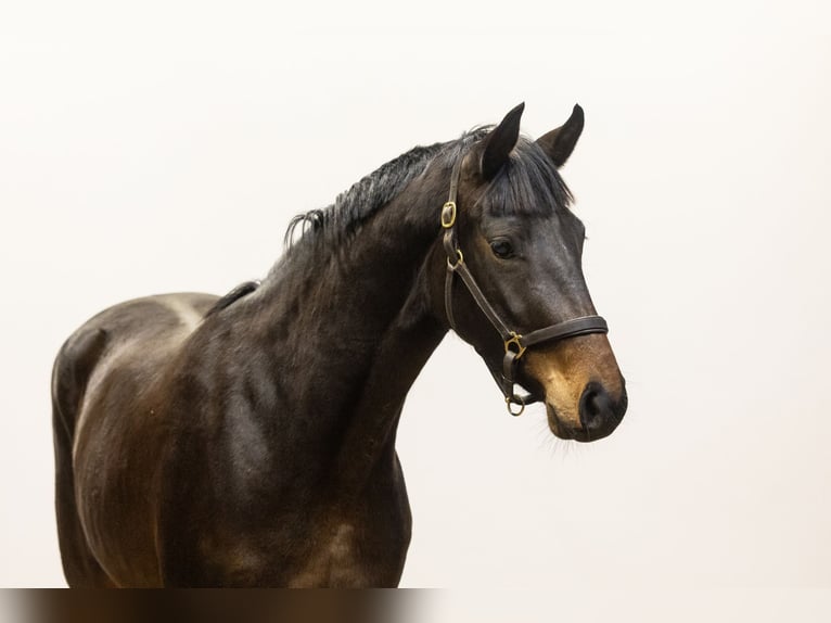 Zangersheider Jument 3 Ans 161 cm Bai brun in Waddinxveen