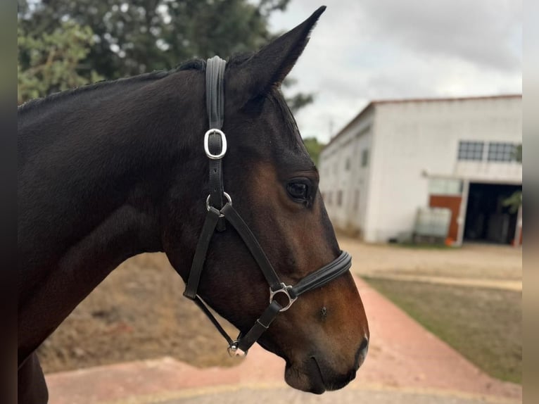 Zangersheider Jument 3 Ans 162 cm Bai in PORTUGAL