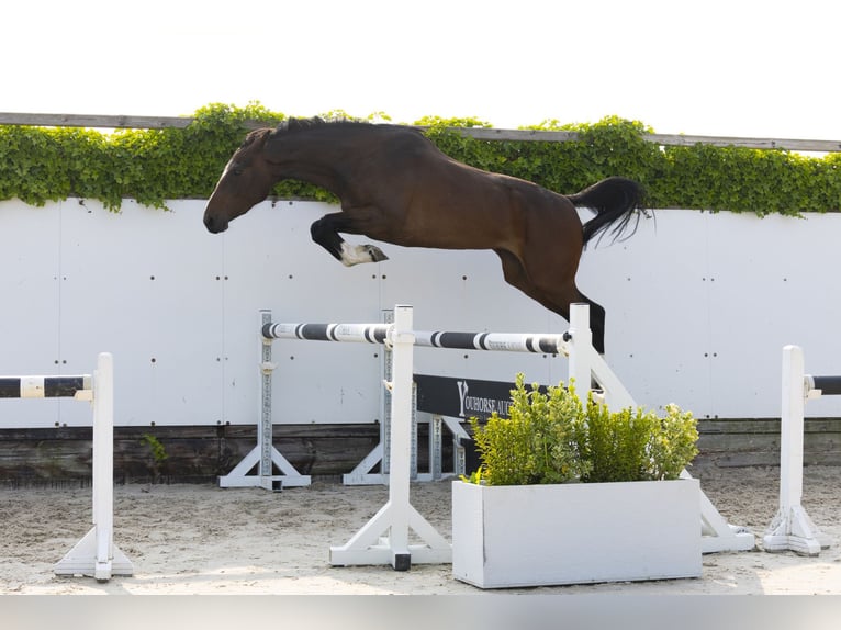 Zangersheider Jument 3 Ans 162 cm Bai in Waddinxveen