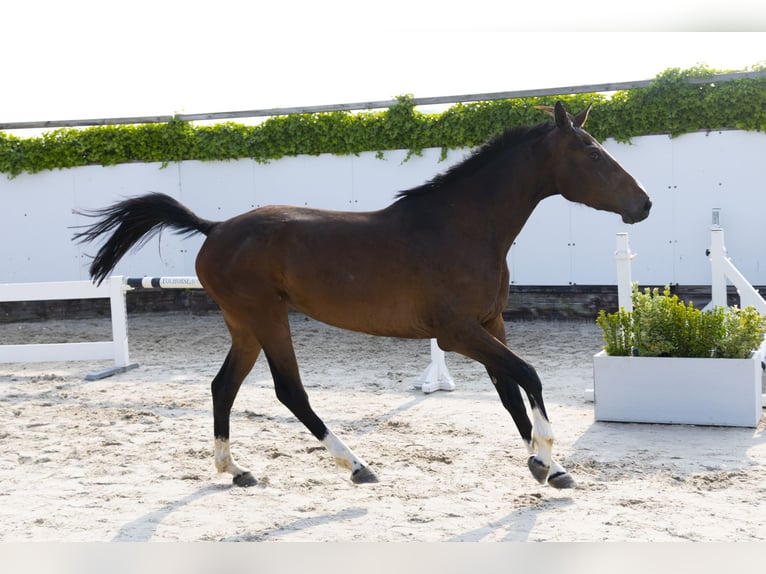 Zangersheider Jument 3 Ans 162 cm Bai in Waddinxveen