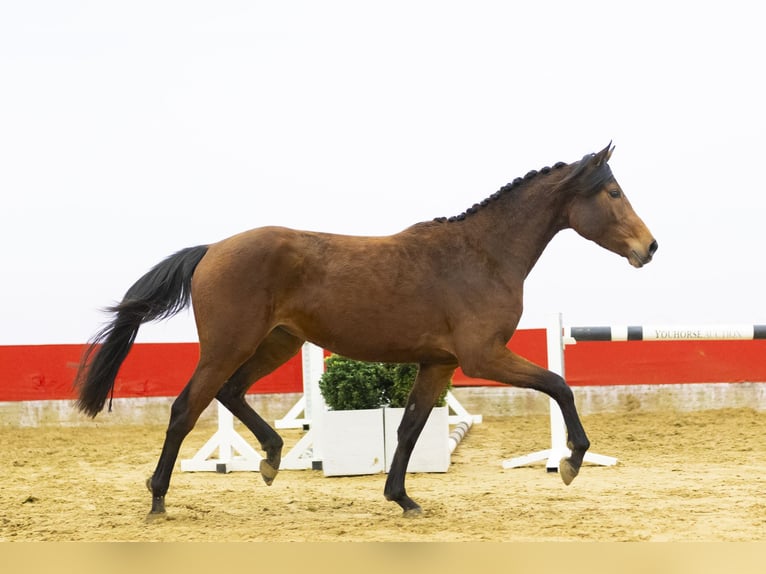 Zangersheider Jument 3 Ans 162 cm  in Waddinxveen
